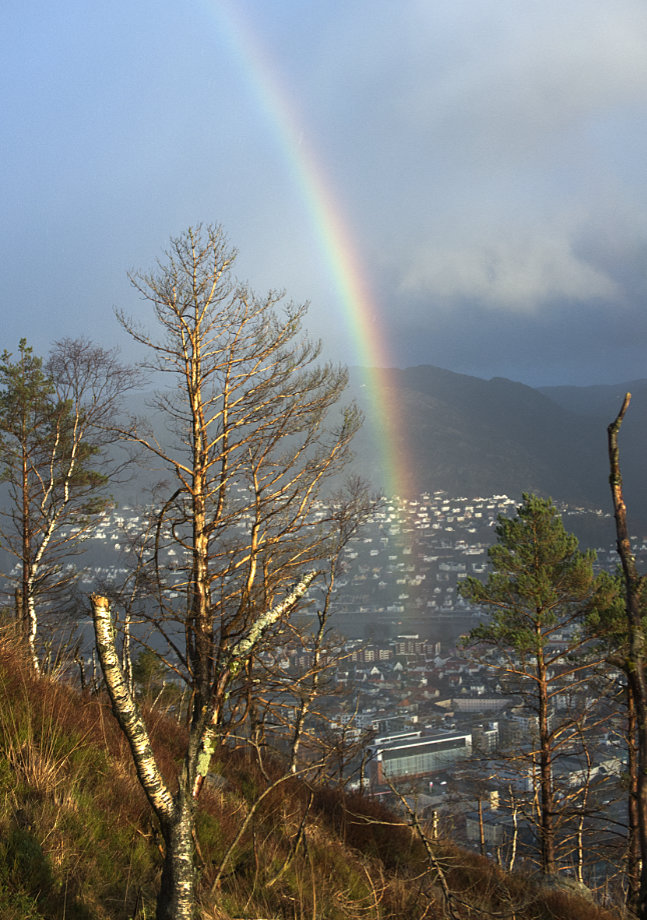 Rotvelter og regnbuer | Mindemyren